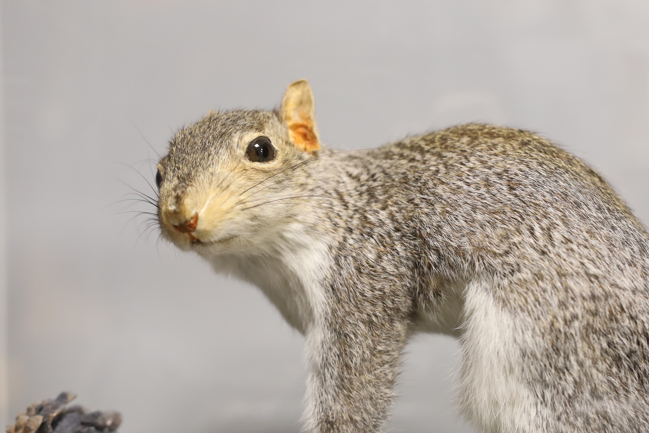 A taxidermy grey squirrel in Perspex case and museum crate